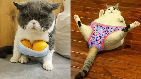 Get Ready to Laugh: Hilarious Cat Videos That Will Make Your Day!