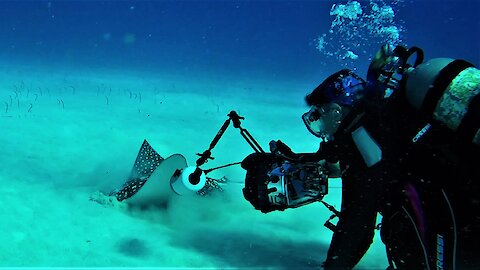 Huge spotted eagle stingray allows photographer to capture stunning close ups