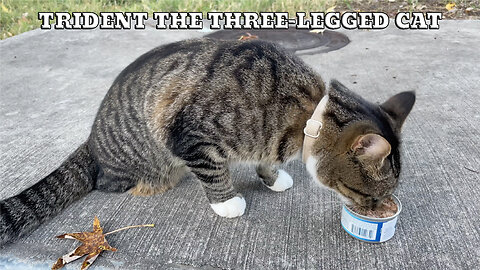 Trident The Three-Legged Cat