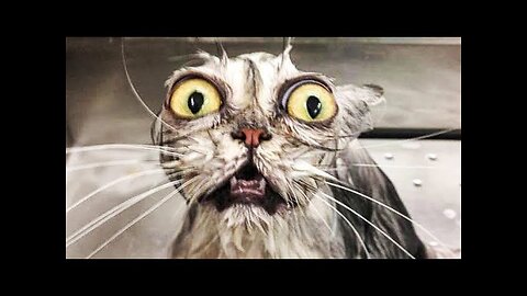 THE FUNNIEST CATS EVER!!TRY NOT TO LAUGH CHALLENGE!!!