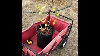 Transplanting Fruit Trees!