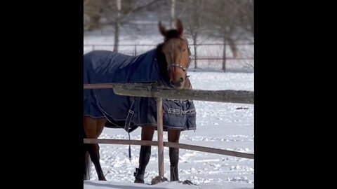 Did you know that horses gnaw on wood? 🦫🤔