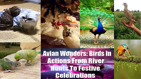 Avian Wonders Birds in Action from River Hunts to Festive Celebrations.