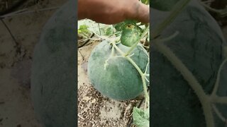 #Watermelon, when to harvest