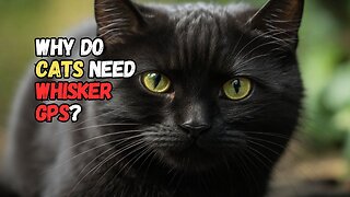Why Do Cats Need Whisker GPS?
