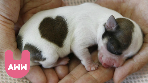 Cute Puppies with Heart-Shaped Markings