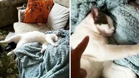 Sleepy Cat Will Take Naps Literally Anywhere