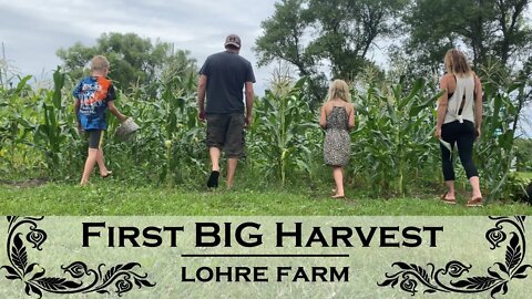 First BIG Garden Harvest || August 🌻 2022