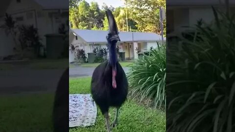 Cassowary Beautiful Creatures