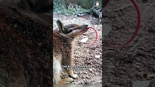 Numbat 🦝 The Marsupial You Didn't Know Existed!