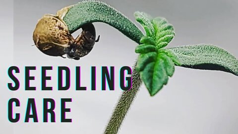 TOP 5 Seedling Care Tips - How to care for your seedling #seedlingcare #top5tips