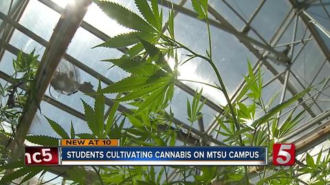 Hemp Research Holds Promise At MTSU