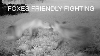 Foxes Friendly Fighting