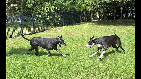 Playful Great Danes Enjoy Funny Game Of Tag