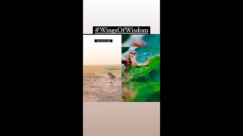 Wings Of Wisdom .. Amazing footage