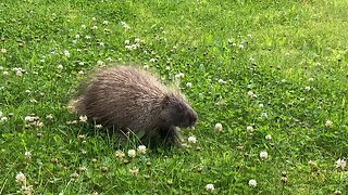 Happy Porcupine Eating Flowers