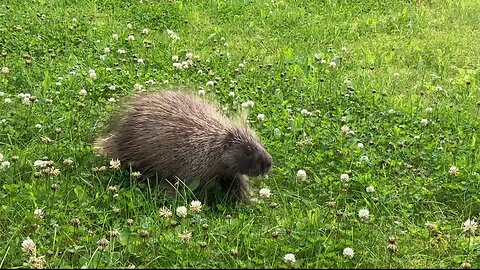 Happy Porcupine Eating Flowers