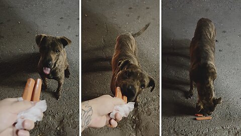 Feeding cute dog