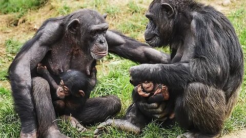 மனித குரங்கின் தாய் பாசம்/Maternal affection ofthe great ape #@astrologervetrivadivel#vetrivadivel