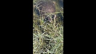 Livestream Clip - Florida Softshell Turtle