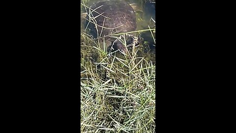 Livestream Clip - Florida Softshell Turtle