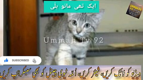 Story Of Cat 🐈 Very Interesting Story don’t skip Wait for end Ummah Tv 92