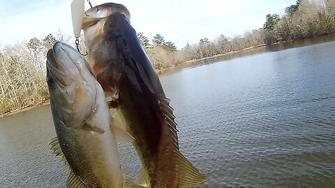 Surprising Catch On A Topwater Spook!!!