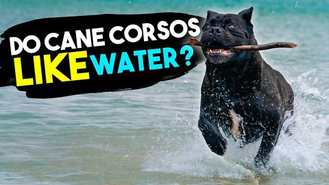 Cane Corso 1st Swim 2021 Do Cane Corsos Like Water?