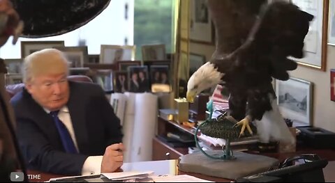 Trump and the American Eagle. How does it catch its prey?