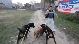 Golden retriever between two giant Rottweiler. || Mr.Bolt