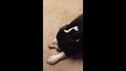 Igor chews his bone