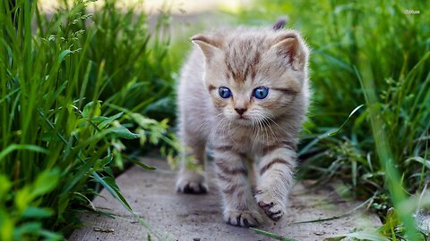 Baby Cute Cat Video 2023 | Kitten Cat Video