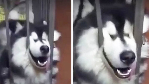 Husky Fell Asleep In His Crate, That's When His Owner Did THIS To His Tongue!