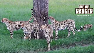 Five Male Cheetah "Tano Bora" On Patrol | Maasai Mara Safari | Zebra Plains