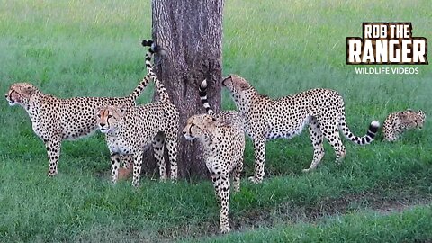 Five Male Cheetah "Tano Bora" On Patrol | Maasai Mara Safari | Zebra Plains