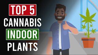 The Top 5 Indoor Cannabis Plants for 2020