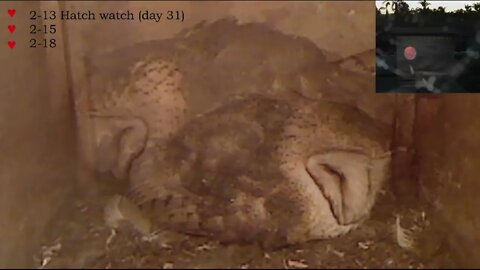 Mel brings a gopher, almost owlets talking/Syd calls almost owlets to dinner. .3-17-22