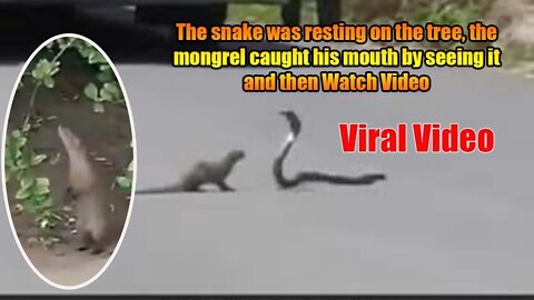 The snake was resting on the tree the Mongoose caught his mouth by seeing it and then Watch Video