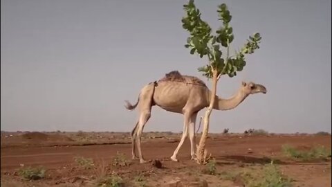 Lucky camel finds a tree in the desert
