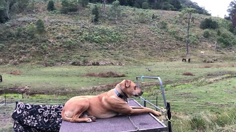 Dog enjoys view from on top of his kennel while the young mares graze in the background