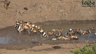 Beautiful Painted Wolves Of Africa Feeding And Cooling Off