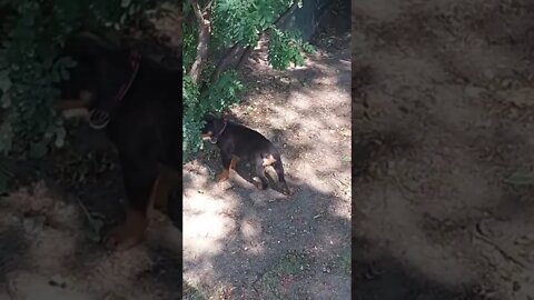 Rottweilers- Faye And Eddie Doing the Rotti Thing...Lots Of Noise!