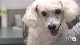 Veterinary clinics and hospitals across metro Detroit overwhelmed with influx of patients