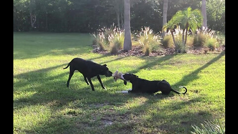 Funny Great Dane Drags Puppy & Toy Across The Grass