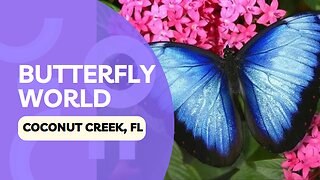 Places to go: Butterfly World, Coconut Creek, FL