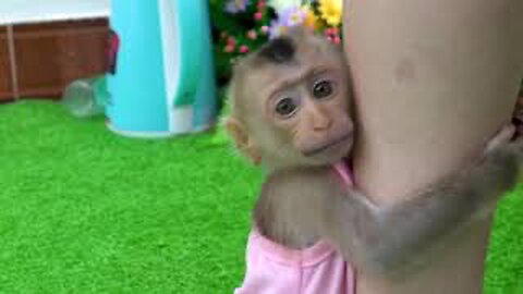 Monkey Tini Is Bathed Early In The Morning And Then Fed Bananas | Tini Monkey Funny