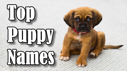 Top 10 Most Popular Dog & Puppy Names in 2019 For Boys & Girls