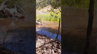 Dogs playing fetch in a water hole. one great swimmer, one nervous of the water