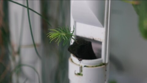 Two Colorado companies partner to grow trees from seed to sapling using unique technique