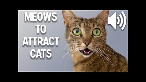 sounds that can attract cats to you